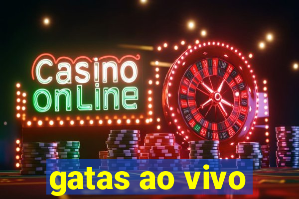 gatas ao vivo